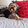 dog, tongue_out, topknot, bone, couch, red_pillow, hearts, furry, pet, indoor, relaxed, cute, animal, companion, home, cozy, fur, playful, resting, friendly