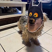 Isis a rejoint le concours — aidez-le/la à gagner de superbes lots ! animal, blurred_background, canine, colorful_lights, costume, cute, decor, dog, face_mask, floor, funny, furniture, home, indoor, living_room, mask, pet, playful, scruffy, tile