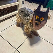 Chanel participe au concours pour gagner de l'argent avec cette photo : animal, black_mask, brown_fur, cartoon_mask, companion, cute, disguise, dog, ears, funny, fur, home, indoor, mask, pet, shadow, small_dog, standing, tile_floor, yellow_eyes