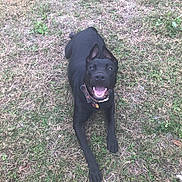 Rex joined the competition — help win amazing prizes! dog, black_dog, grass, outdoor, pet, animal, canine, happy, smiling, playful, collar, ears, tongue, lying_down, nature, summer, friendly, cute, mammal, paw