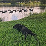 Rex is registered to the contest to win money with this photo: dog, black_dog, grass, pond, water, ducks, birds, nature, outdoor, lake, reflection, trees, greenery, animal, wildlife, peaceful, relaxing, collar, leash, summer