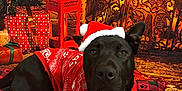 Rex joined the competition — help win amazing prizes! dog, black_dog, santa_hat, red_sweater, holiday, christmas, gift, lantern, pillow, checkered_pattern, paw_prints, indoor, decorations, festive, cozy, portrait, animal, pet, relaxed, holiday_season