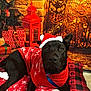 dog, black_dog, santa_hat, red_sweater, holiday, christmas, gift, lantern, pillow, checkered_pattern, paw_prints, indoor, decorations, festive, cozy, portrait, animal, pet, relaxed, holiday_season