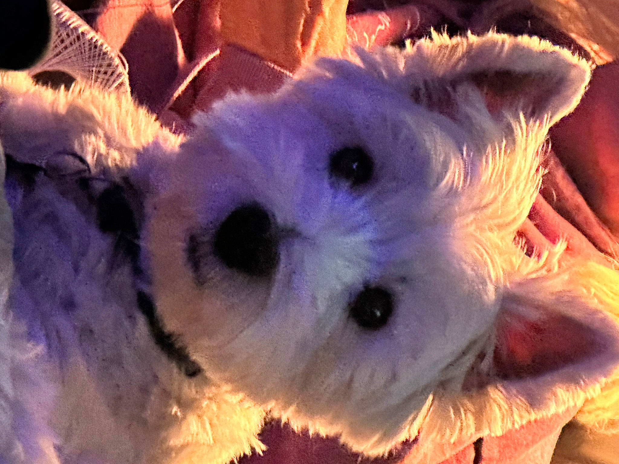 Mor is registered to the contest to win money with this photo: canidae, carnivore, companion_dog, dog_breed, event, fawn, fur, light, plush, small_terrier, snout, stuffed_toy, terrestrial_animal, toy, winter, working_animal