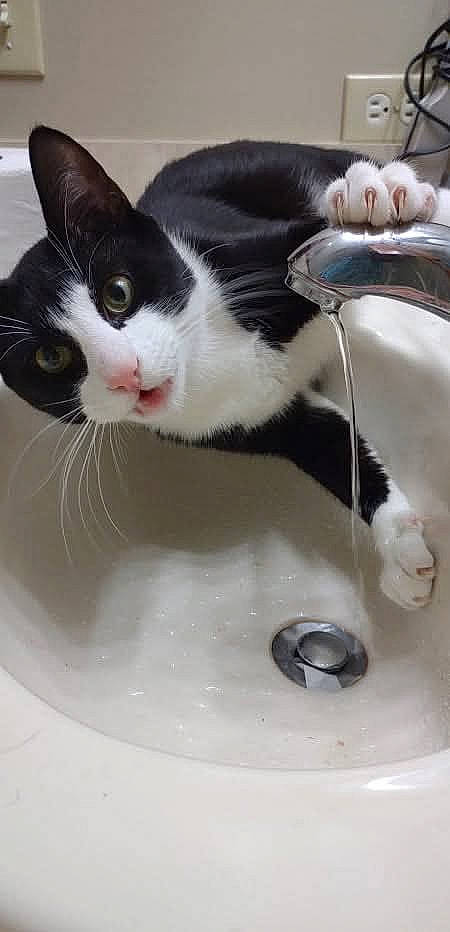 Mr Whiskers