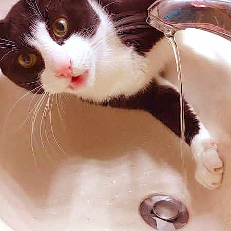 Mr Whiskers