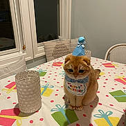 Teddy is registered to the contest to win money with this photo: cat, kitten, birthday, party_hat, bib, table, tablecloth, gift_pattern, indoor, dining_room, seated, orange_cat, fluffy, pet, celebration, glass, window, chair, cute, portrait