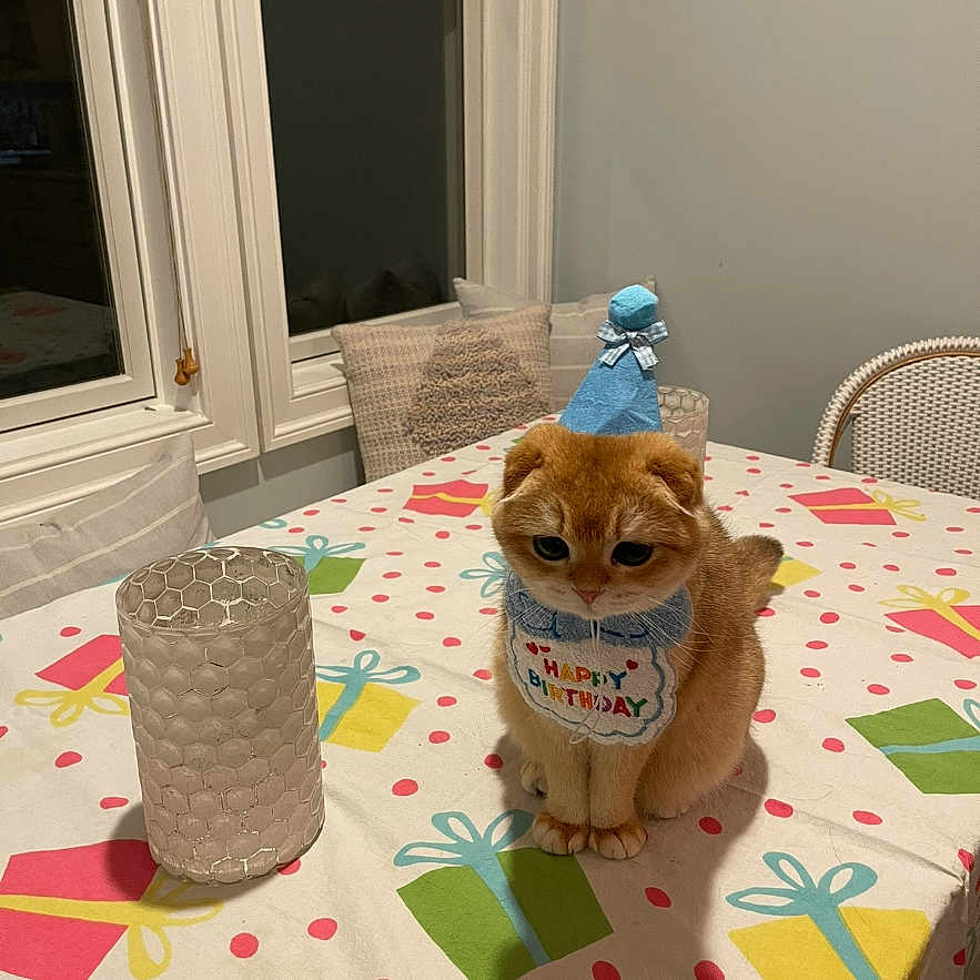 Teddy