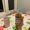 Teddy joined the competition — help win amazing prizes! cat, kitten, birthday, party_hat, bib, table, tablecloth, gift_pattern, indoor, dining_room, window, chair, glass, golden_fur, sitting, cute, festive, celebration, portrait, pet