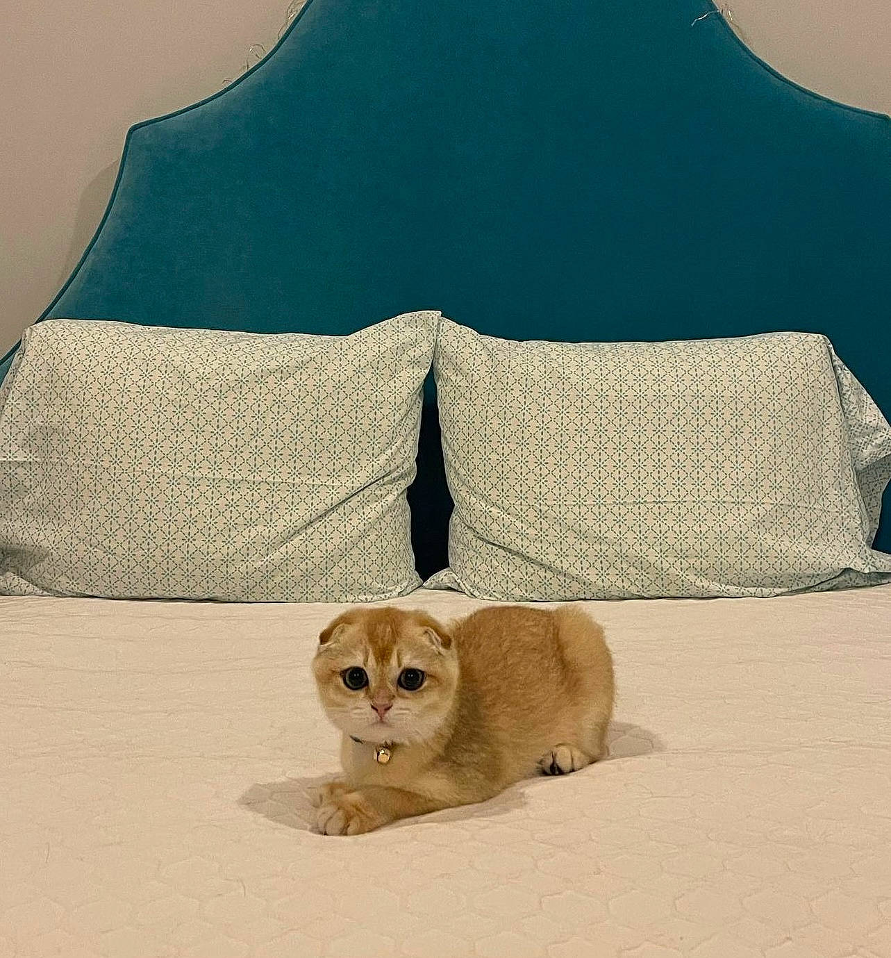 Teddy joined the competition — help win amazing prizes! carnivore, comfort, companion_dog, dog_supply, fawn, felidae, grey, landscape, linens, natural_environment, sand, shade, sleeve, small_to_medium_sized_cats, snout, t_shirt, tail, terrestrial_animal, whiskers, wildlife