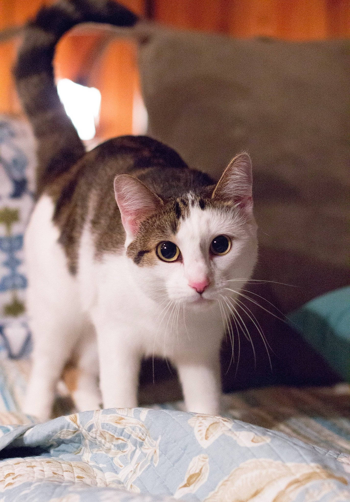 Kyra is registered to the contest to win money with this photo: aegean_cat, american_wirehair, asian, carnivore, cat, domestic_short_haired_cat, european_shorthair, fawn, felidae, kitten, mammal, munchkin, small_to_medium_sized_cats, tail, vertebrate, whiskers