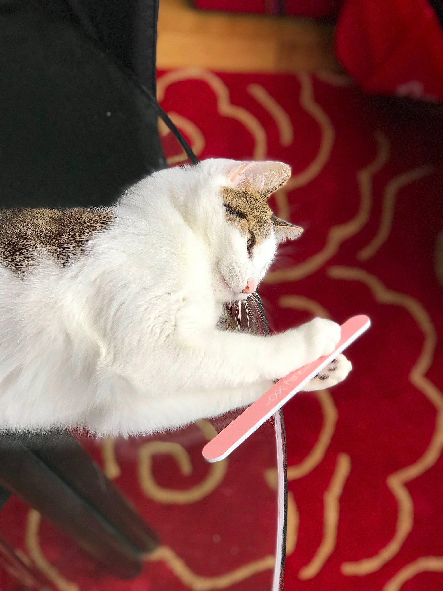 Kyra joined the competition — help win amazing prizes! aegean_cat, asian, burmilla, carnivore, cat, claw, domestic_short_haired_cat, felidae, fur, kitten, norwegian_forest_cat, polydactyl_cat, small_to_medium_sized_cats, tail, turkish_angora, turkish_van, whiskers