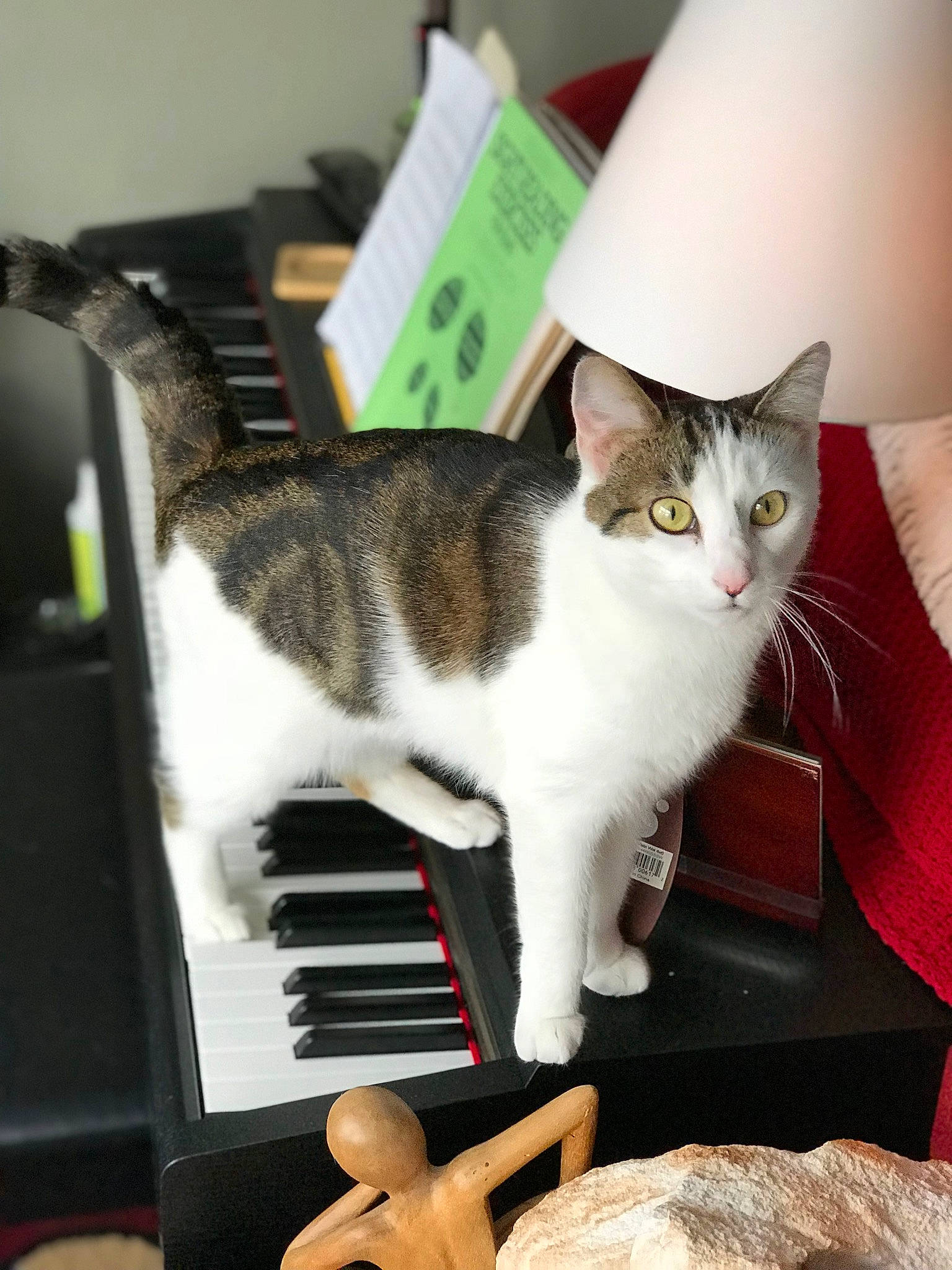 Kyra joined the competition — help win amazing prizes! american_wirehair, asian, carnivore, cat, digital_piano, domestic_short_haired_cat, electronic_device, electronic_instrument, european_shorthair, felidae, keyboard, kitten, musical_keyboard, musician, pianist, piano, polydactyl_cat, small_to_medium_sized_cats, technology, whiskers