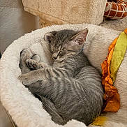 Bandit is registered to the contest to win money with this photo: cat, kitten, sleeping, gray_fur, tabby, curled_up, pet, animal, fluffy_bed, pet_bed, stuffed_toy, paw, whiskers, closed_eyes, cozy, indoor, home, cushion, feathers, nap