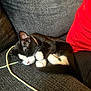 Milo joined the competition — help win amazing prizes! kitten, cat, sleeping, black_and_white, couch, furniture, indoor, pet, cozy, curled_up, resting, whiskers, paw, tail, red_shirt, textured, cord, close_up, domestic_animal, relaxation