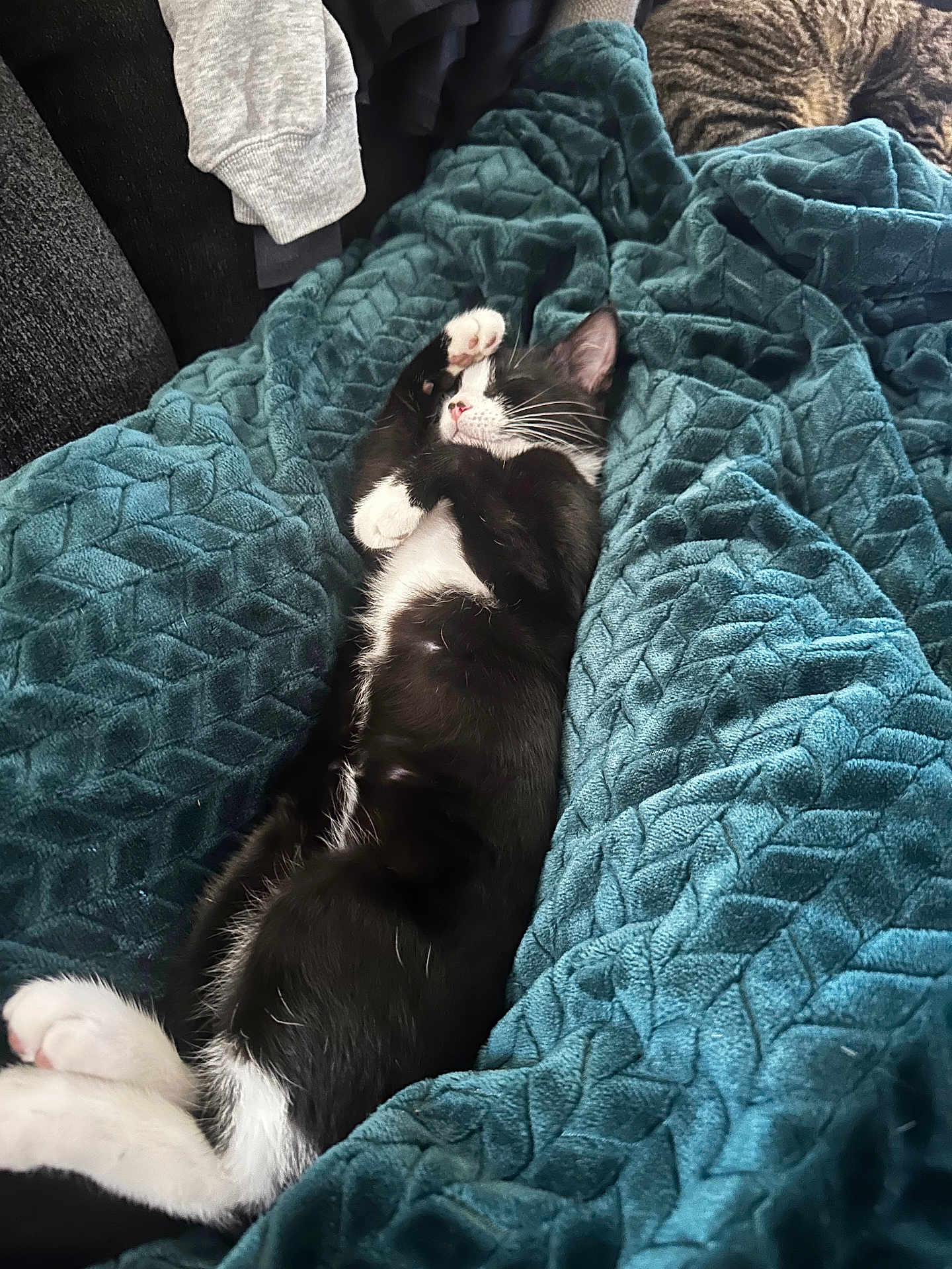 Milo