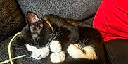 Milo is registered to the contest to win money with this photo: kitten, cat, sleeping, black_and_white, couch, furniture, indoor, pet, cozy, curled_up, resting, whiskers, paw, tail, red_shirt, textured, cord, close_up, domestic_animal, relaxation