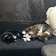 Milo joined the competition — help win amazing prizes! cat, cats, sleeping, napping, couch, sofa, blanket, pillow, tabby_cat, black_and_white_cat, indoor, pet, fur, whiskers, cozy, relaxation, home, domestic_animal, cute, resting