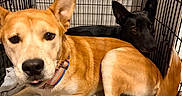 Sky joined the competition — help win amazing prizes! dog, dogs, puppy, black_dog, tan_dog, animal, pet, kennel, crate, blanket, sleeping_area, sitting, lying_down, close_up, portrait, ears, collar, indoor, cozy, companionship