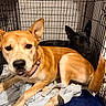dog, dogs, puppy, black_dog, tan_dog, animal, pet, kennel, crate, blanket, sleeping_area, sitting, lying_down, close_up, portrait, ears, collar, indoor, cozy, companionship