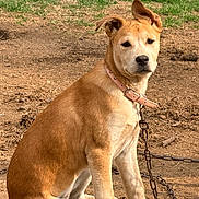 Sky joined the competition — help win amazing prizes! dog, tan_dog, sitting, outdoor, backyard, dirt, grass, collar, leash, chain, animal, pet, portrait, short_hair, pointed_ears, floppy_ear, serious_expression, brown_fur, daylight, ground
