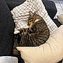cat, tabby_cat, sleeping, couch, pillow, checkered_pillow, cream_pillow, striped, pet, indoor, cozy, fur, relaxing, resting, animal, home, soft, comfort, whiskers, cute