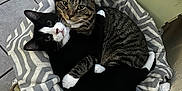 Scout joined the competition — help win amazing prizes! cat, cats, pet_bed, snuggling, tabby_cat, black_and_white_cat, cozy, indoor, floor_tiles, feline, cute, pair, embrace, paws, animal, domestic_animal, resting, companionship, striped, curious