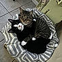 cat, cats, pet_bed, snuggling, tabby_cat, black_and_white_cat, cozy, indoor, floor_tiles, feline, cute, pair, embrace, paws, animal, domestic_animal, resting, companionship, striped, curious
