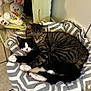 cat, tabby_cat, black_and_white_cat, sleeping, pet_bed, blanket, stuffed_animal, bunny, easter_egg, indoor, cozy, tile_floor, furniture, resting, cute, animal, companion, soft, home, relaxing