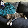 cat, tabby_cat, sleeping, couch, furniture, blanket, indoor, pet, relaxing, cozy, living_room, striped, paw, resting, animal, domestic_animal, soft_texture, black_bag, teal_blanket, home