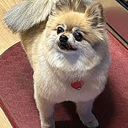 Pixie joined the competition — help win amazing prizes! animal, companion, curious, cute, dog, domestic, floor, fluffy, fur, indoor, indoor_lighting, looking_up, mat, pet, pomeranian, red_mat, small_dog, standing, tail, wooden_floor