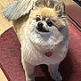 animal, companion, curious, cute, dog, domestic, floor, fluffy, fur, indoor, indoor_lighting, looking_up, mat, pet, pomeranian, red_mat, small_dog, standing, tail, wooden_floor
