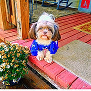 Amerissa Grace joined the competition — help win amazing prizes! dog, puppy, clothing, sweater, porch, wooden_floor, flowers, pot, rocking_chair, plant, outdoor, pet, fur, cute, small_dog, vintage, red_paint, green_cushion, decor, nature