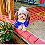 dog, puppy, clothing, sweater, porch, wooden_floor, flowers, pot, rocking_chair, plant, outdoor, pet, fur, cute, small_dog, vintage, red_paint, green_cushion, decor, nature