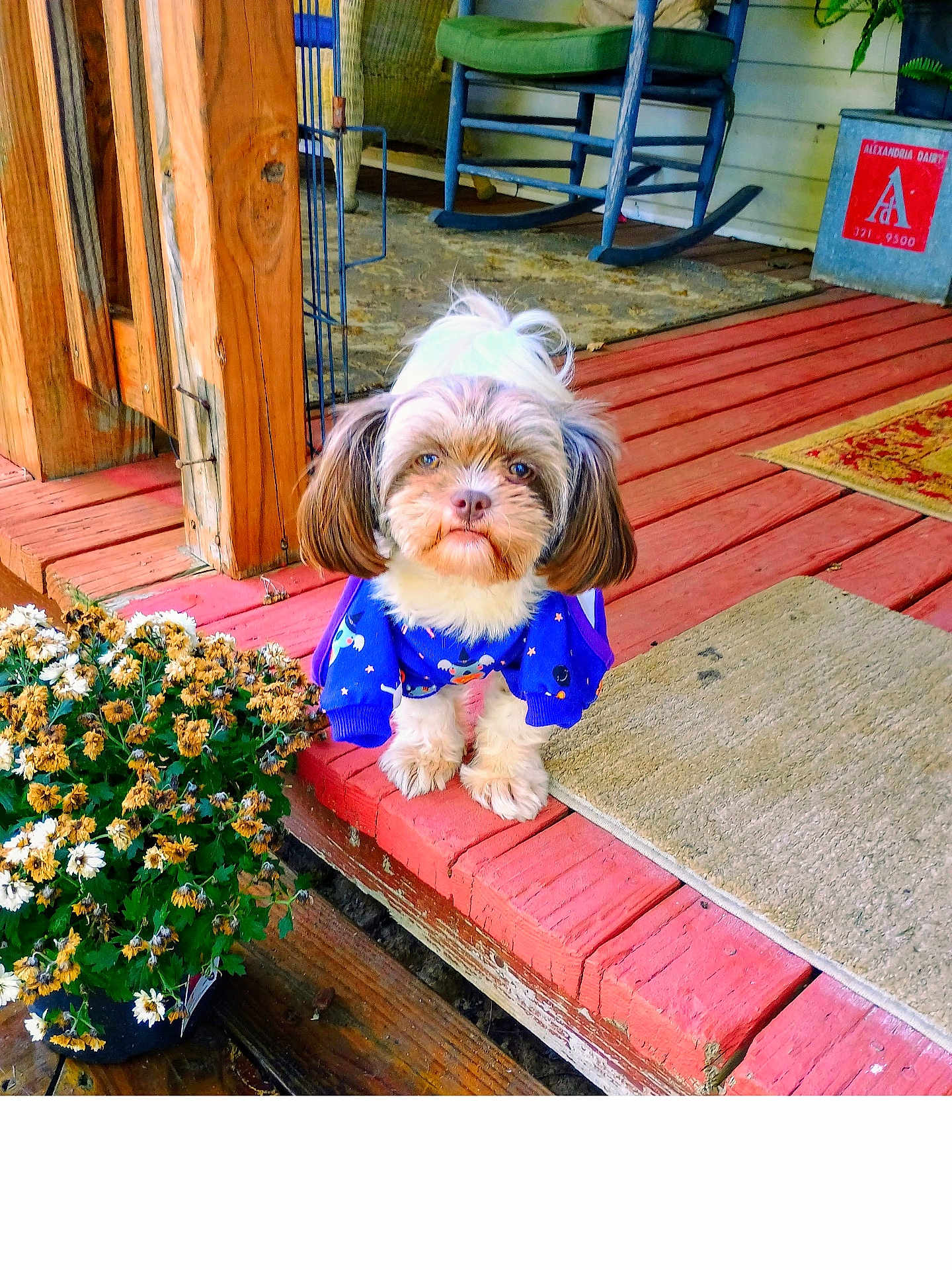 Amerissa Grace joined the competition — help win amazing prizes! dog, puppy, clothing, sweater, porch, wooden_floor, flowers, pot, rocking_chair, plant, outdoor, pet, fur, cute, small_dog, vintage, red_paint, green_cushion, decor, nature