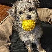 Millie is registered to the contest to win money with this photo: dog, yellow_ball, pet, scruffy, furry, indoor, dog_bed, toy, cute, animal, small_dog, brown_fur, black_fur, playful, looking_up, paw, ears, nose, fur, closeup