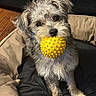 dog, yellow_ball, pet, scruffy, furry, indoor, dog_bed, toy, cute, animal, small_dog, brown_fur, black_fur, playful, looking_up, paw, ears, nose, fur, closeup