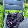Tiana participe au concours pour gagner de l'argent avec cette photo : animal, black_cat, cat, chair, closeup, collar, daylight, domestic_cat, feline, fence, grass, greenery, nature, outdoor, pet, purple_collar, quiet, relaxed, resting, sleeping