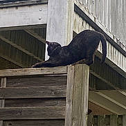 Tiana a rejoint le concours — aidez-le/la à gagner de superbes lots ! animal, balcony, black_cat, cat, curious, daytime, deck, feline, fence_post, nature, outdoor, pet, post, quiet, railing, relaxing, rustic, stretching, wood, wooden_fence