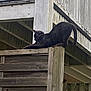 animal, balcony, black_cat, cat, curious, daytime, deck, feline, fence_post, nature, outdoor, pet, post, quiet, railing, relaxing, rustic, stretching, wood, wooden_fence