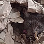 Tiana a rejoint le concours — aidez-le/la à gagner de superbes lots ! cat, feline, packing_paper, crumpled_paper, box, cardboard, pet, collar, tag, whiskers, ears, eyes, closeup, indoor, cozy, hiding, playful, texture, brown, domestic_cat