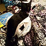 cat, black_cat, bed, blanket, pillow, plastic_bag, book, charger, phone, patterned_bedding, tail, ears, indoor, cozy, clutter, plush, fabric, floor, towel, nightstand