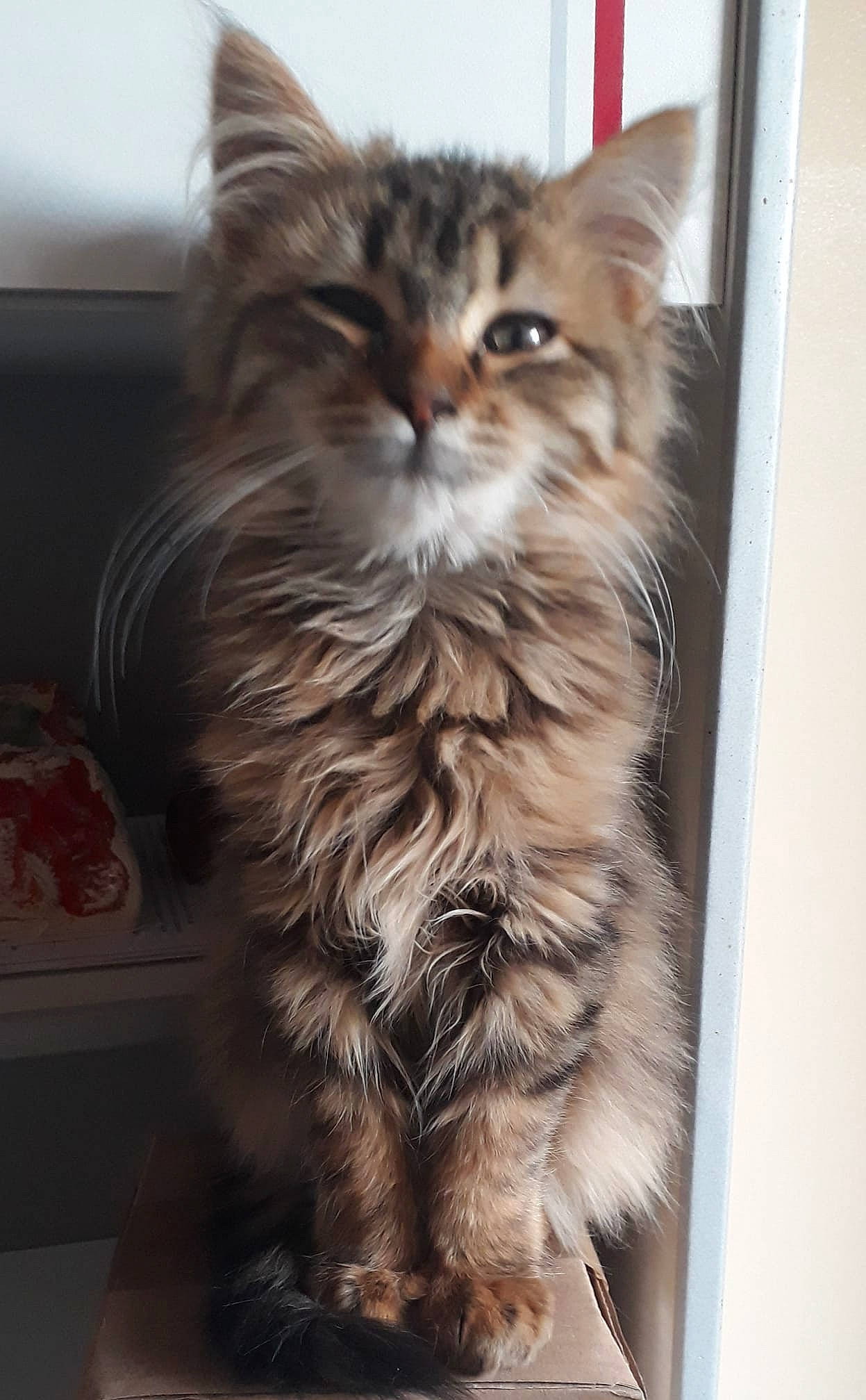 Melo a rejoint le concours — aidez-le/la à gagner de superbes lots ! asian, british_semi_longhair, carnivore, cat, domestic_long_haired_cat, fawn, felidae, fur, kitten, maine_coon, mammal, norwegian_forest_cat, pixie_bob, ragamuffin, siberian, small_to_medium_sized_cats, tabby_cat, vertebrate, whiskers