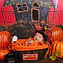 baby, pumpkin, basket, hat, orange_clothing, smile, halloween, decor, black_cauldron, floor, wood, background_painting, window, door, fence, leaf, cozy, festive, child, portrait