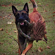 Mao participe au concours pour gagner de l'argent avec cette photo : accessories, animal, bodypart, bulldog, canine, clothing, dog, footwear, germanshepherd, grass, hound, leash, mouth, person, pet, plant, policedog, puppy, shoe, strap