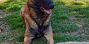 Mao a rejoint le concours — aidez-le/la à gagner de superbes lots ! animal, canine, dog, germanshepherd, grass, pet, plant, policedog, puppy