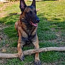 animal, canine, dog, germanshepherd, grass, pet, plant, policedog, puppy
