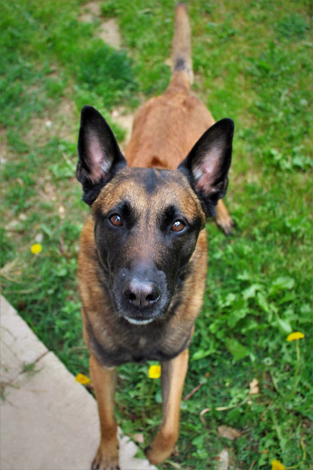 Mao participe au concours pour gagner de l'argent avec cette photo : accessories, animal, bulldog, canine, dog, field, germanshepherd, grass, grassland, hound, kangaroo, lawn, nature, outdoors, pet, plant, policedog, puppy, snout, strap