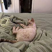 Pickles joined the competition — help win amazing prizes! cat, bed, blanket, indoor, furniture, animal, pet, fur, blue_eyes, curious, lying_down, domestic, cozy, sleepy, bedroom, soft_lighting, resting, whiskers, tail, texture