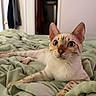 Pickles is registered to the contest to win money with this photo: cat, indoor, bed, blanket, feline, curious, ears, fur, pet, animal, relaxed, lying_down, close_up, domestic, whiskers, eyes, spots, soft_lighting, bedroom, cozy